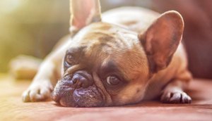 Mais duas marcas de petiscos para cães podem ter usado substância contaminada / Foto: Foto: Pixabay/Arquivo