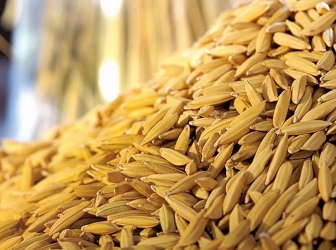 Litoral Sul terá colheita de arroz, distribuição de alevinos e doação de mudas