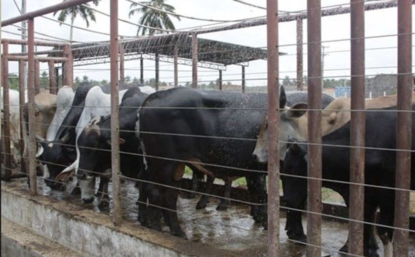 Governo realiza seminário sobre adequação de matadouros