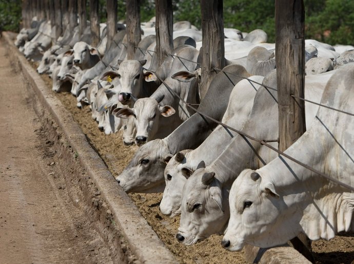 Esclarecimentos sobre as discussões regulatórias envolvendo o uso de antimicrobianos na produção animal