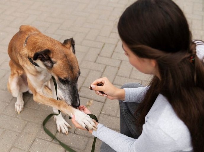Prefeitura de Palmeira enviará à Câmara projeto que cria Código de Defesa e Bem-Estar Animal