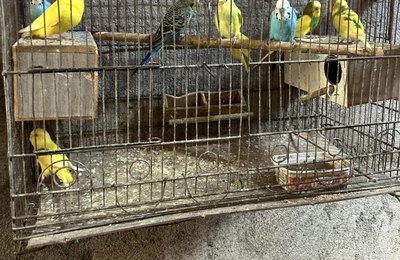 Mais de 120 animais silvestres são resgatados pela PM durante o fim de semana