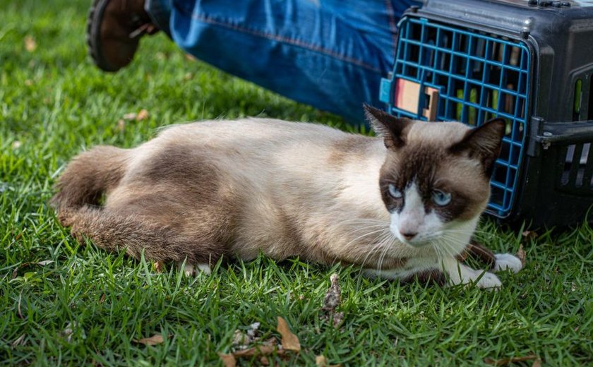 Feira de Adoção da Prefeitura de Maceió leva cães e gatos para Rua Aberta no domingo (05)