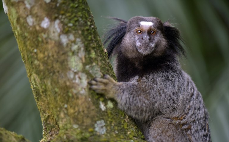 Mais de 100 animais brasileiros são considerados invasores no país