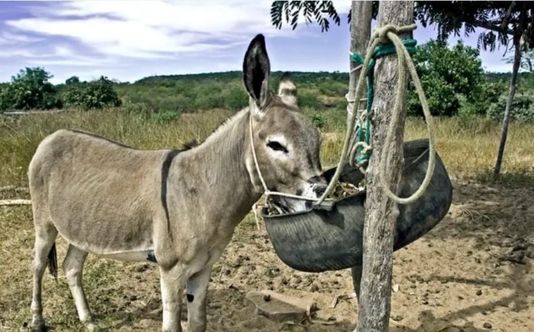 Seminário internacional em Maceió debate práticas ilegais no comércio de peles de jumentos para China