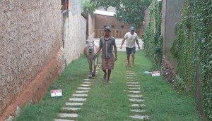 Protetora de animais é investigada por exigir entrega de animal sem ordem judicial