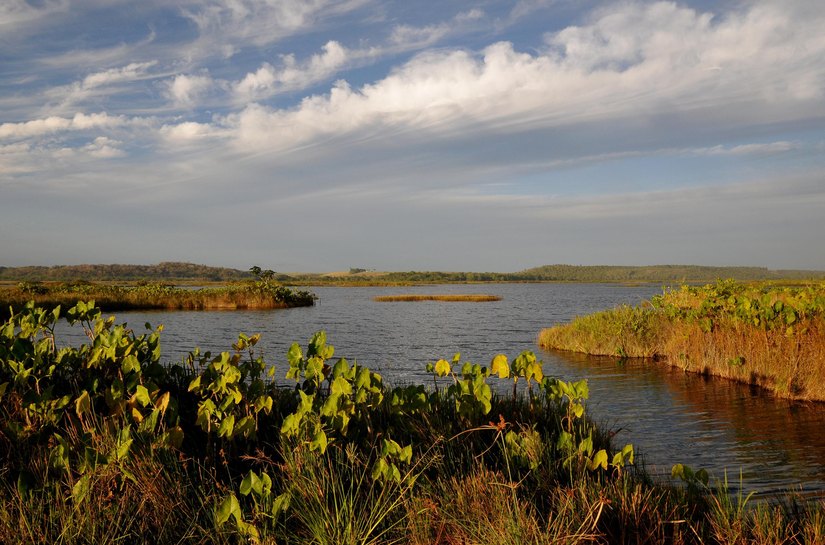 Conheça a APA Marituba do Peixe: área de proteção conhecida como pantanal alagoano