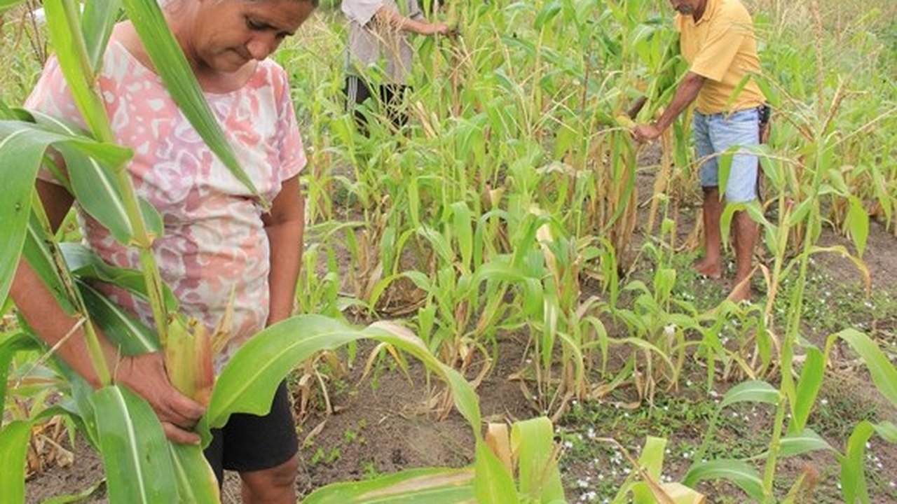 Colheita do feijão e do milho enche de esperança produtores rurais