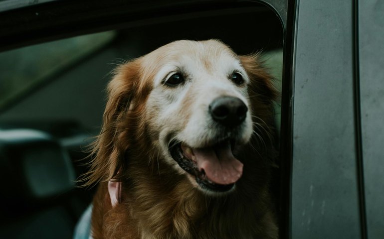 Feriado prolongado movimenta viagens com pets