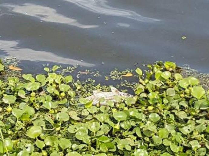 IMA investiga alterações de temperatura e coloração em rios de Alagoas