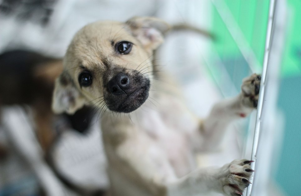 ADOÇÃO DE ANIMAIS / Foto: Foto: Reprodução Adasfa
