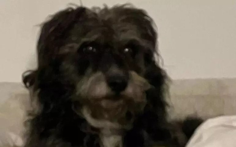 Cachorro de Zé Celso recebe alta do veterinário após incêndio em apartamento