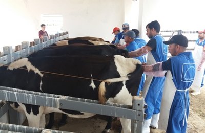 Curso capacita produtores em inseminação artificial de bovinos 