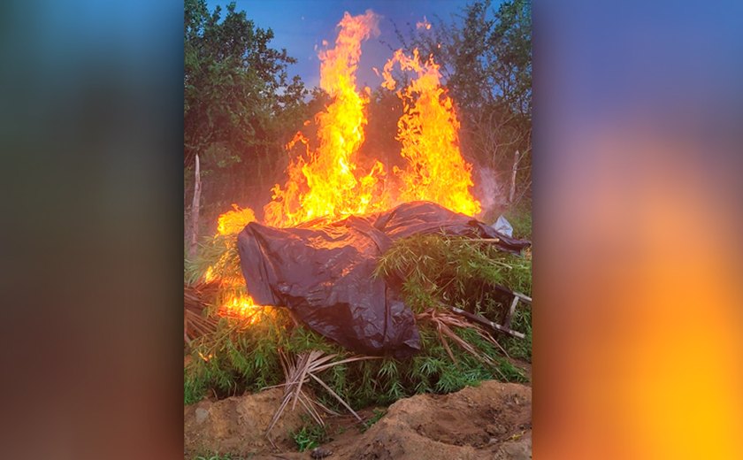 PF incinera﻿ cinco toneladas de Maconha na BA﻿﻿