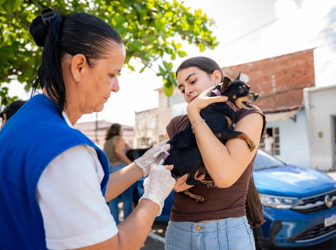 Prefeitura de Maceió vacina mais de 98 mil animais durante campanha antirrábica em 2025