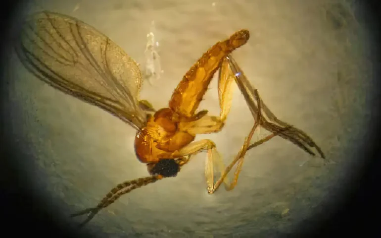 Morte fetal, diagnóstico difícil e explosão de casos: como a febre oropouche se tornou uma preocupação no Brasil