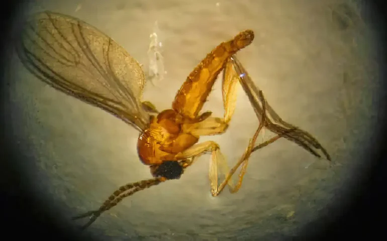 Variante do oropouche que causou surto no Norte chegou a mais Estados e há novas mutações