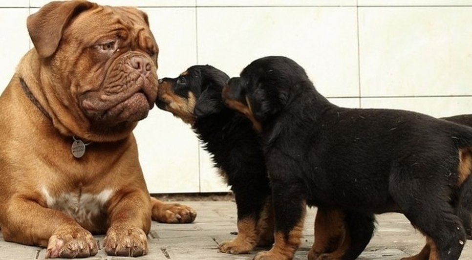 R7 CACHORROS