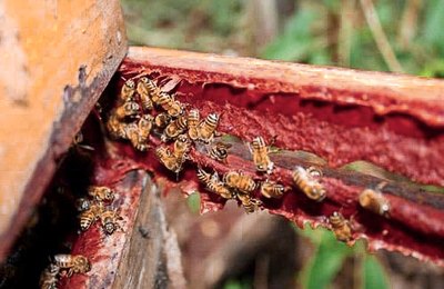 ALE aprova em 1º turno projeto que declara a Própolis Vermelha como Patrimônio Imaterial