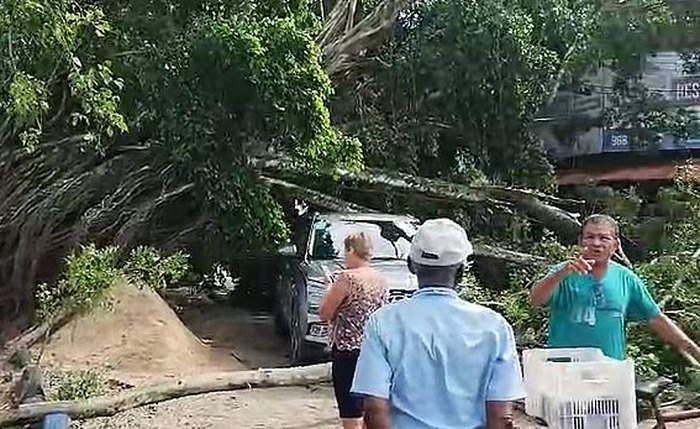 A árvore tombou e caiu por cima de um veículo e de uma loja, na forene