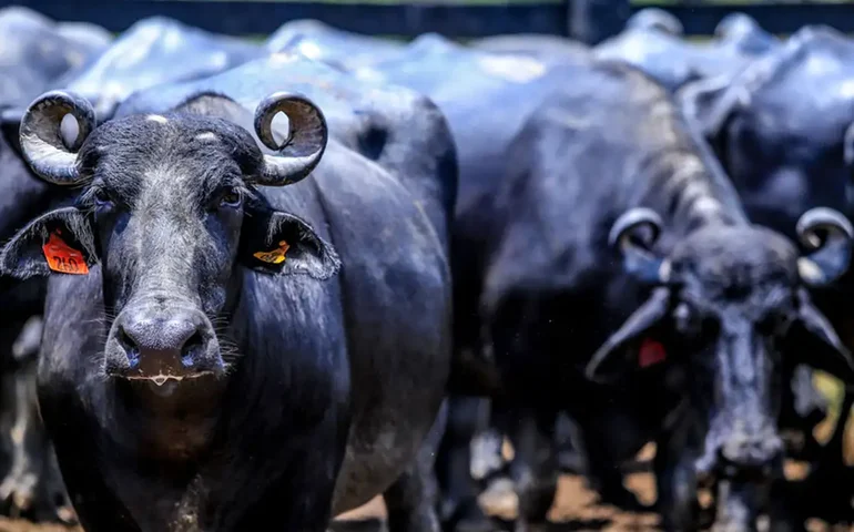 Um búfalo incomoda muita gente, 5 mil búfalos incomodam muito mais