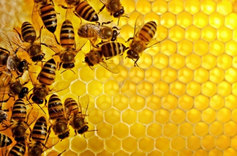 Emater planeja assistência técnica e extensão rural para Grande Mata alagoana