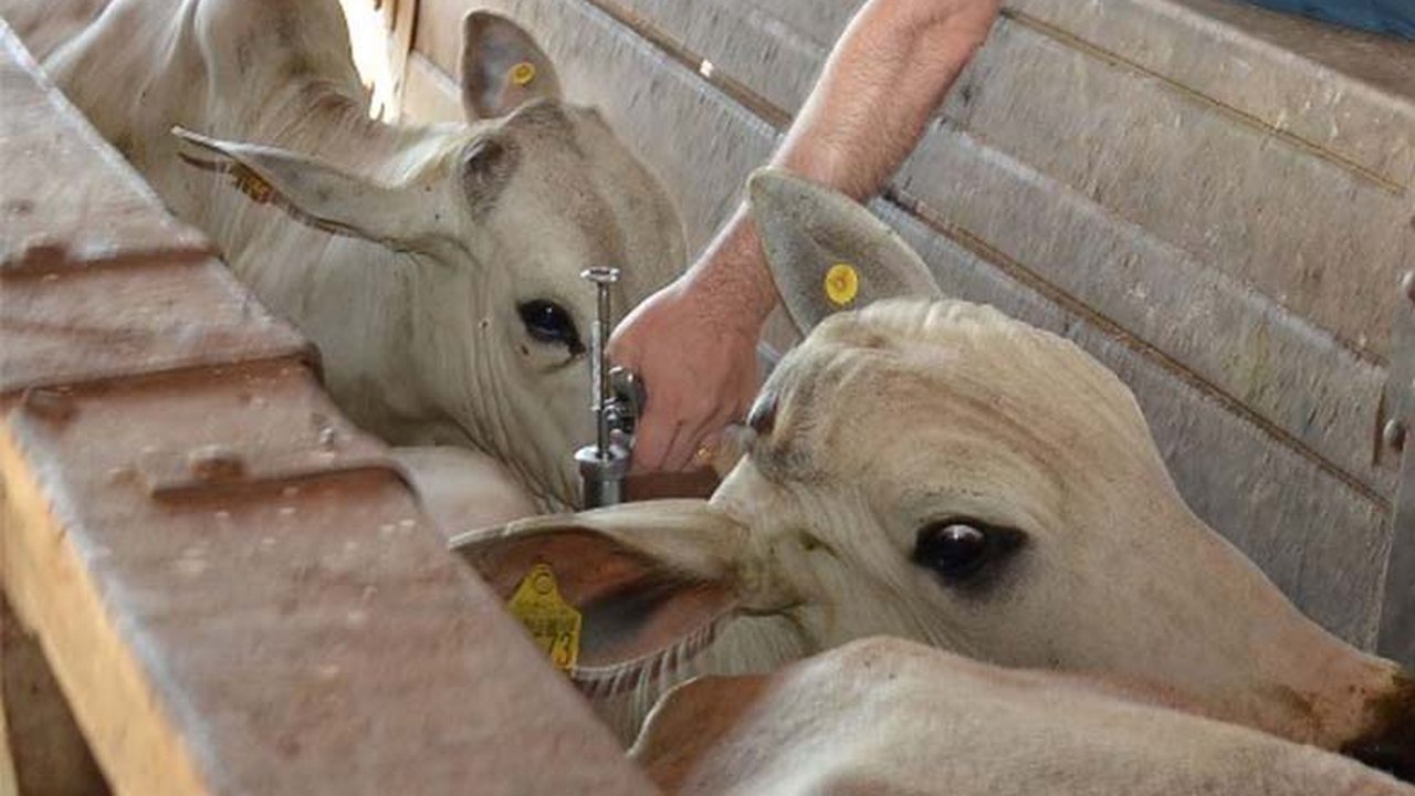 Adeal promove reunião com veterinários para incentivar campanha de brucelose