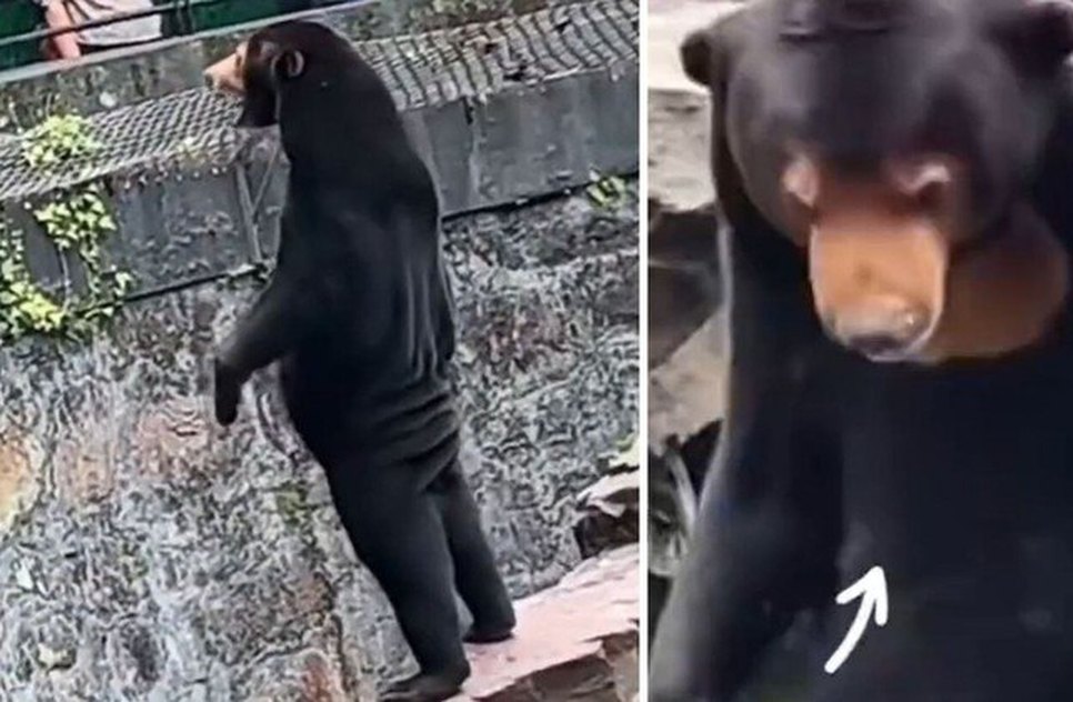 ursos-zoologico-china-pessoas-fantasia-31072023160442967