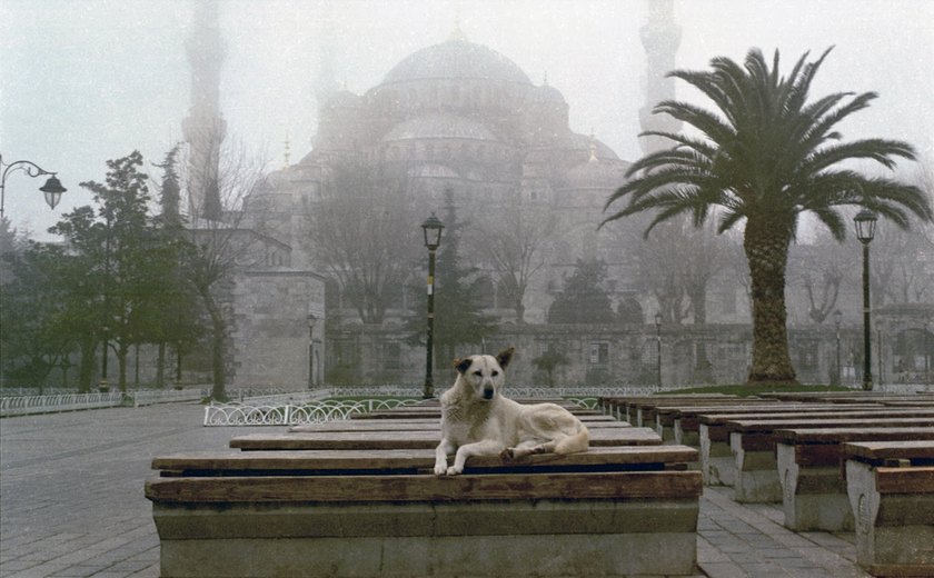Milhares protestam em Istambul contra plano de abate de cães de rua