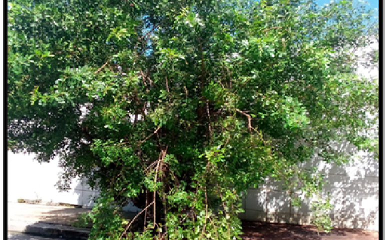 Vereador Aldo Loureiro solicita poda de árvores em ruas do Barro Duro e Chã da Jaqueira