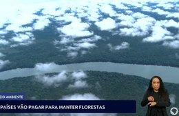 Cinco países vão pagar para manter florestas