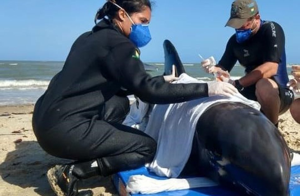 Golfinho encalhado no litoral sul de Sergipe é resgatado 