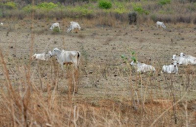 Senado aprova projeto de lei que cria fundo para combater a seca no Nordeste  