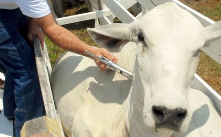 Prazo para vacinação contra a febre aftosa encerra dia 30 em AL
