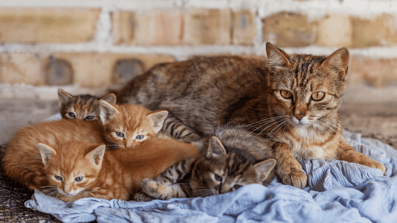 Por que a gata muda os filhotes de lugar? Veja como lidar com esse comportamento