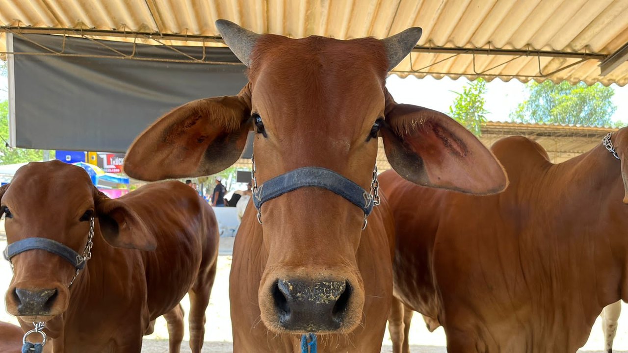 Alagoas vai estrear julgamento da raça Sindi durante 73ª Expoagro