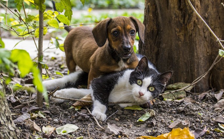 Castração de pets é medida preventiva contra doenças hormonais