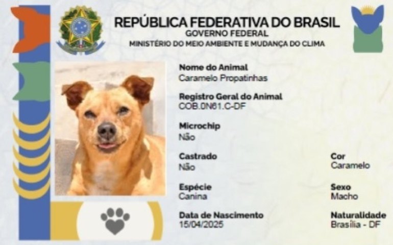 Secdef fará emissão de RG Animal para cães e gatos durante Pet Cidadão nesta quarta-feira