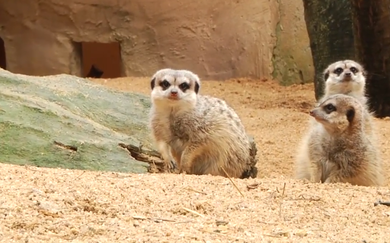 Zoológico de Moscou mostra rotina de cuidado com as suricatas