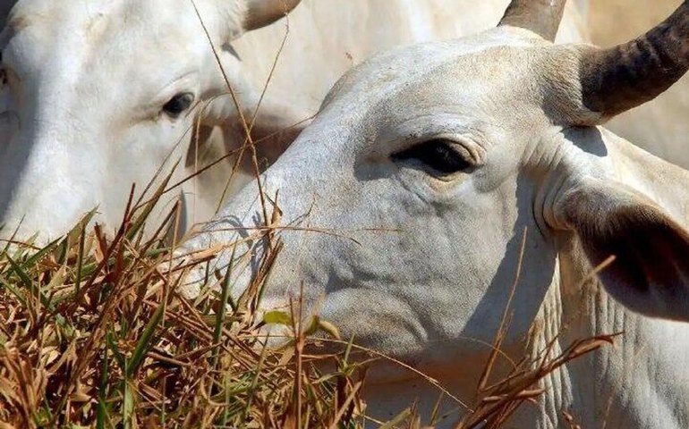 Brasil ultrapassa EUA e lidera produção mundial de carne bovina
