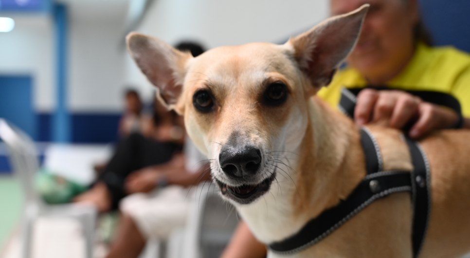Mutirão de castração amplia o acesso gratuito ao procedimento e fortalece as ações de saúde e bem-estar animal em Maceió.