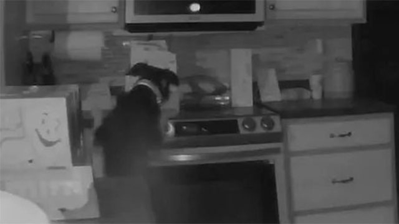 EUA: cachorro liga fogão durante a madrugada e inicia incêndio em casa
