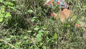 Mulher é encontrada morta em matagal no município de Itabaiana