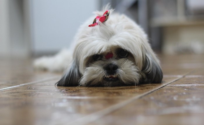 Câncer de mama, apesar de amplamente discutido na saúde humana, também atinge com frequência animais de estimação