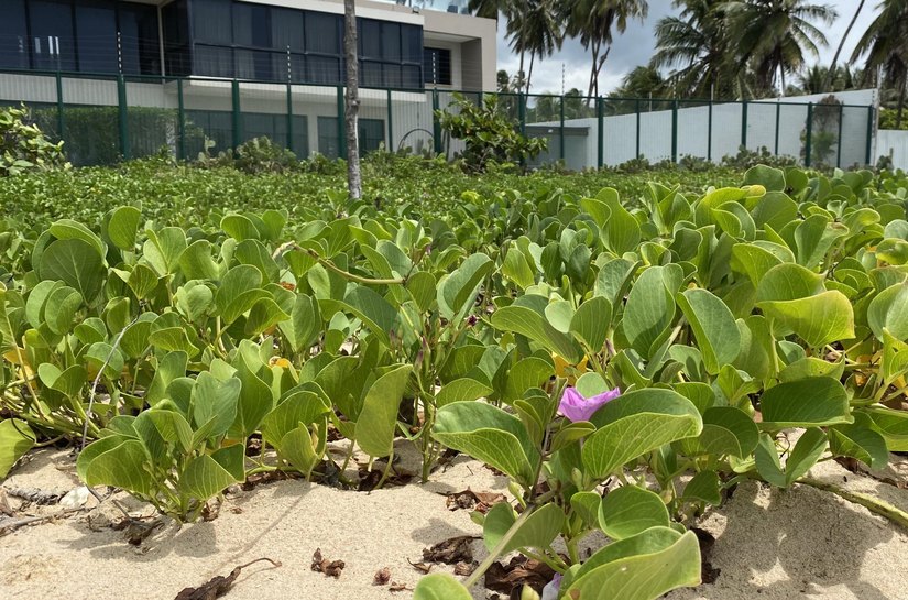 Licenciamento ambiental e preservação da restinga são tema de palestra gratuita em Maceió