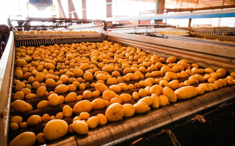 Goiás consolida crescimento na produção de batata-inglesa, com projeção de recuperação do VBP em 2026