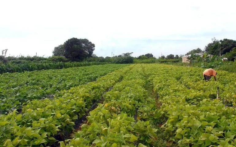 Portaria define 11 novos postos para adidos agrícolas do Brasil na África, Ásia e Américas