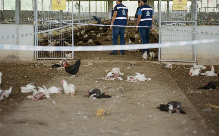Inea interdita indústria de aves em Barra do Piraí por falta de licenças e maus-tratos