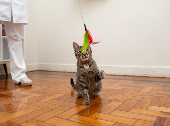 Vida em apartamento: desafios e soluções para o bem-estar dos animais de estimação