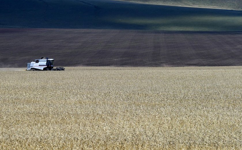 Quênia demonstra ser mercado promissor para o trigo russo, diz órgão regulador agrícola